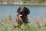 BEAUCERON 631